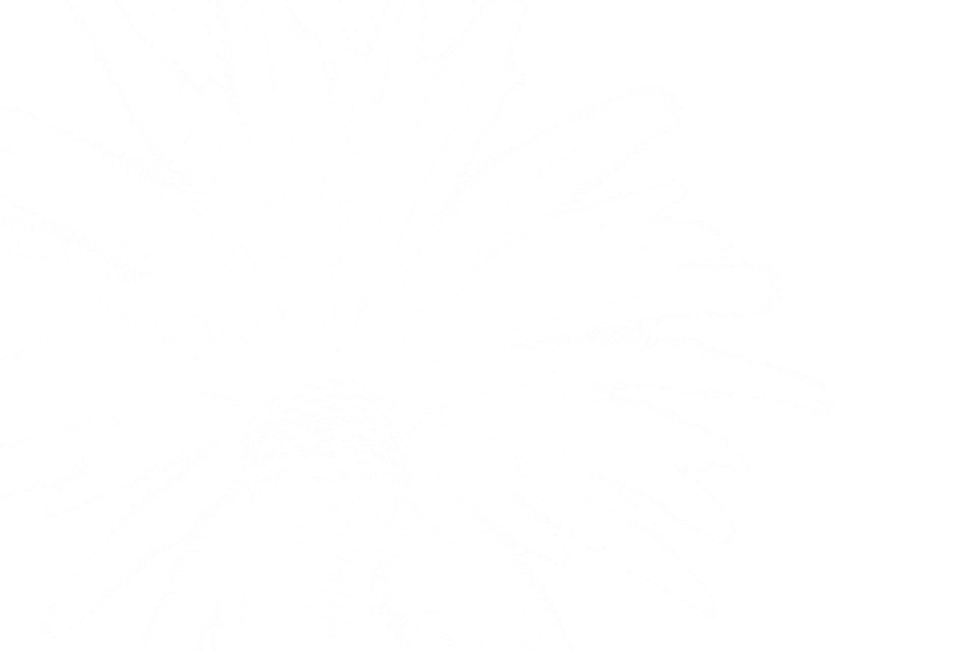 palm tree